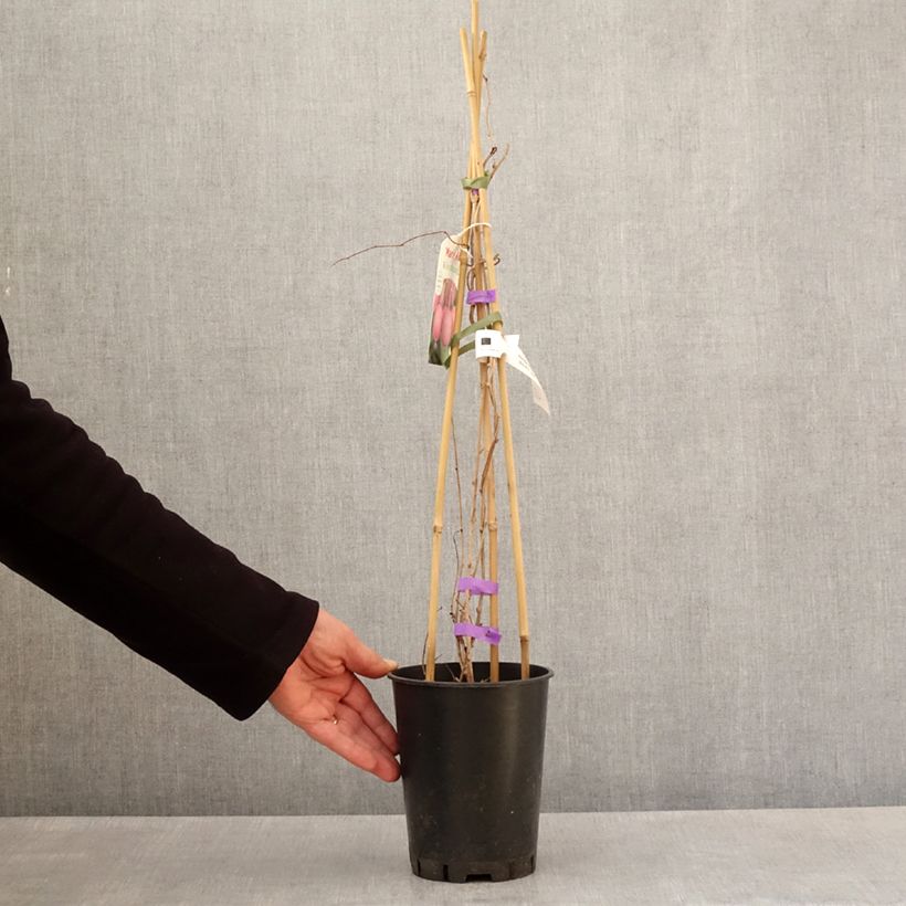 Exemplaar van Kiwibes - Actinidia arguta Mariered (vrouwelijk) Pot van 2 l/3 l zoals geleverd in de lente