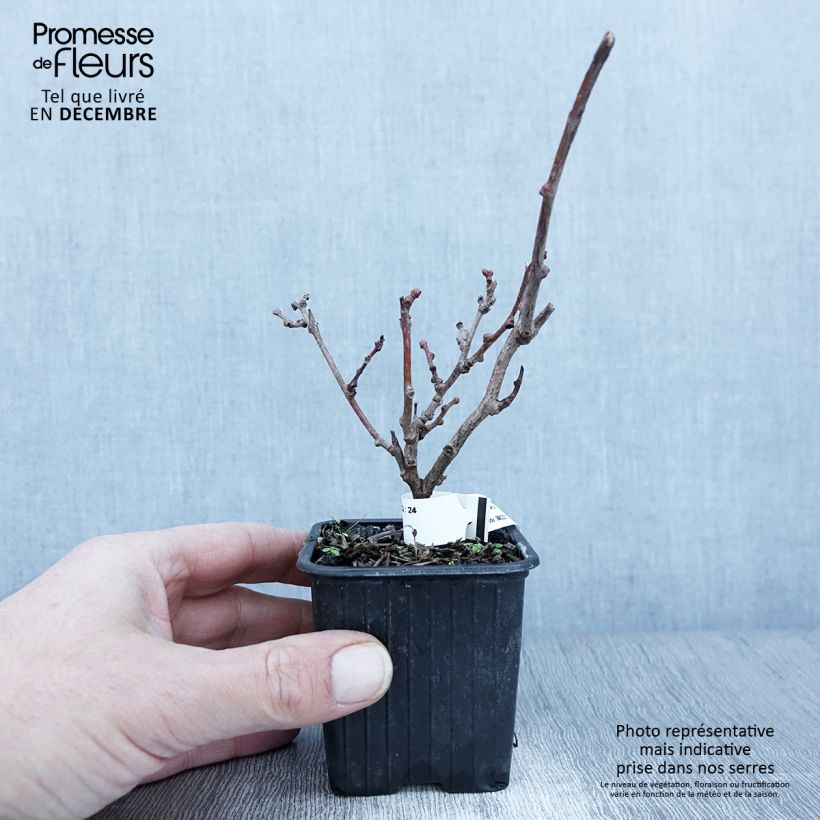 Exemplaar van Mini-kiwi - Actinidia arguta Purpurea Kweekpotje van 8/9 cm zoals geleverd in de herfst