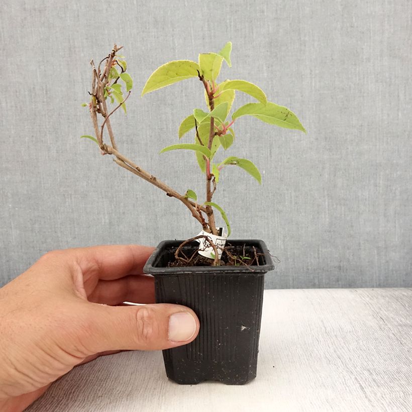 Exemplaar van Mini-kiwi - Actinidia arguta Purpurea Kweekpotje van 8/9 cm zoals geleverd in de zomer