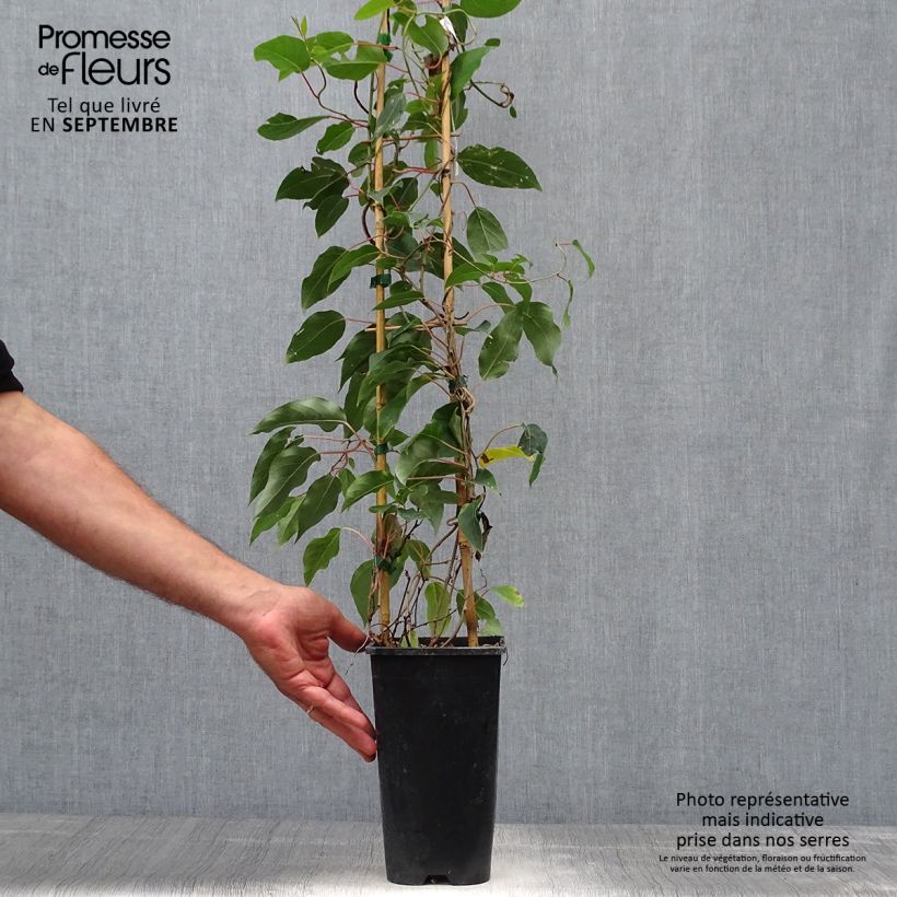 Exemplaar van Mini-kiwi - Actinidia arguta Purpurea Pot van 2 l/3 l zoals geleverd in de herfst