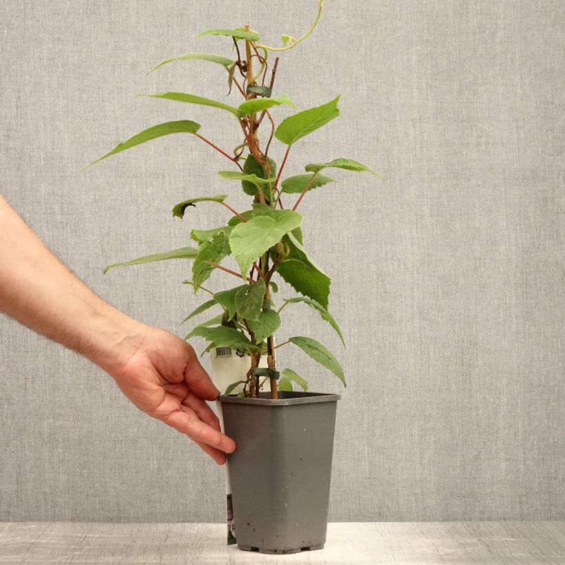 Exemplaar van Mini-kiwi - Actinidia arguta Purpurea Pot van 2 l/3 l zoals geleverd in de zomer
