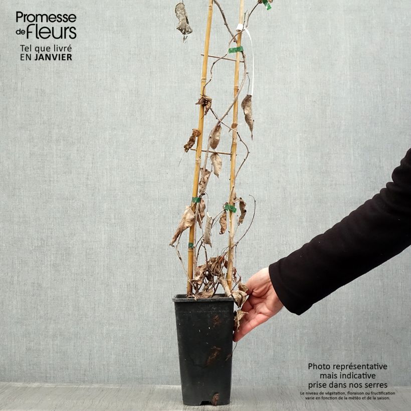 Exemplaar van Mini-kiwi - Actinidia arguta Purpurea Pot van 2 l/3 l zoals geleverd in de winter