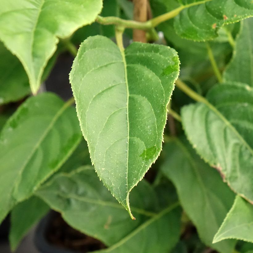 Kiwibes - Actinidia arguta Super Issai (Blad)