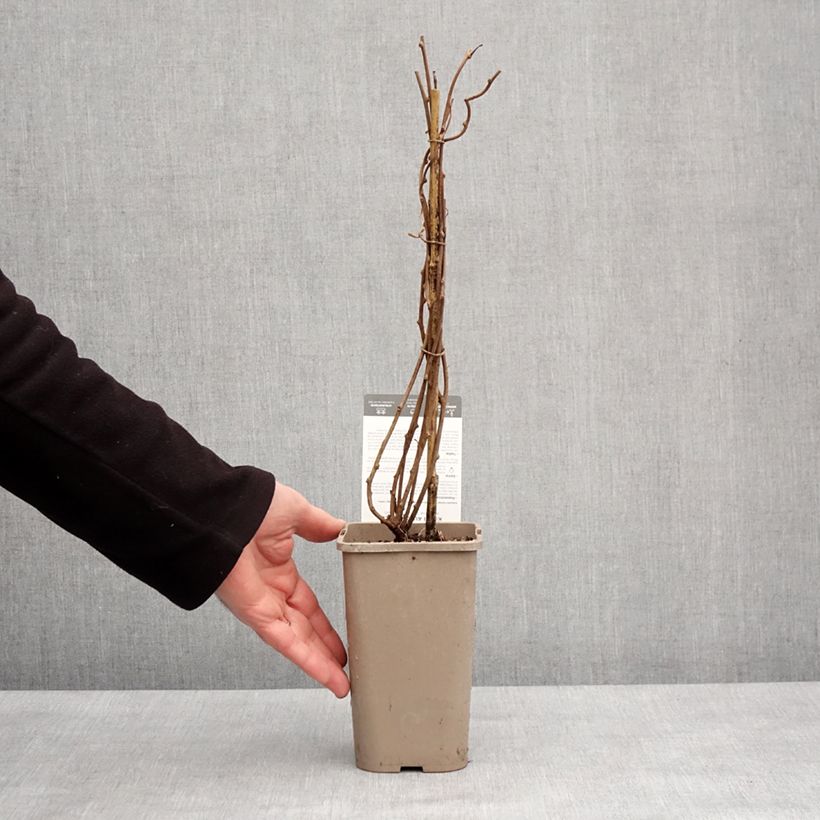 Exemplaar van Kiwibes - Actinidia arguta Super Issai Pot van 1,5 l/2 l zoals geleverd in de winter