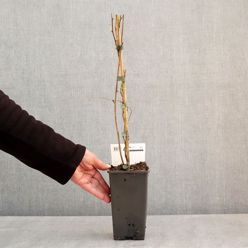 Exemplaar van Kiwibes - Actinidia arguta Super Issai Pot van 1,5 l/2 l zoals geleverd in de lente