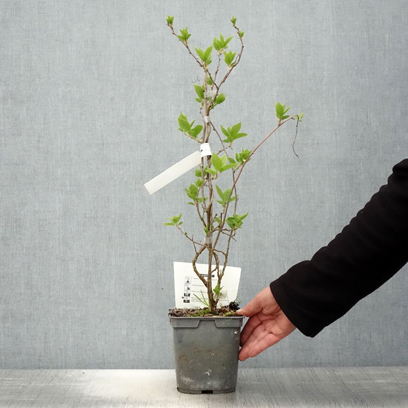 Exemplaar van Kiwibes - Actinidia arguta Super Jumbo (vrouwelijk) Pot van 1,5 l/2 l zoals geleverd in de lente