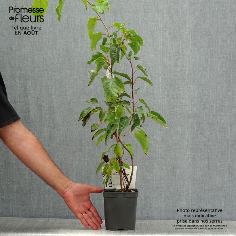 Exemplaar van Kiwibes - Actinidia arguta Super Jumbo (vrouwelijk) Pot van 1,5 l/2 l zoals geleverd in de zomer