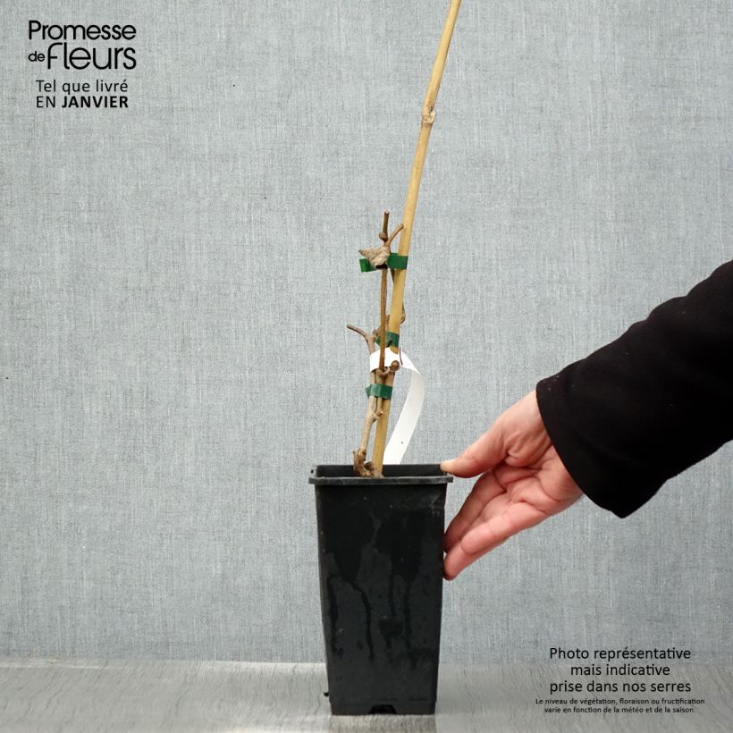 Exemplaar van Kiwi - Actinidia chinensis Herma Pot van 1,5 l/2 l zoals geleverd in de winter