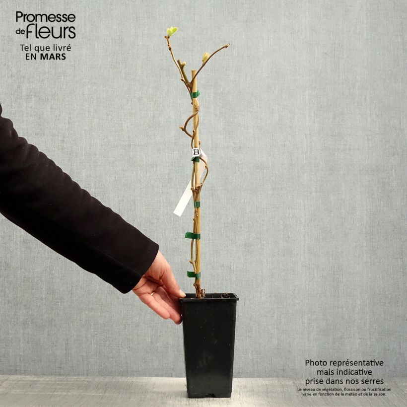 Exemplaar van Kiwi - Actinidia chinensis Herma Pot van 1,5 l/2 l zoals geleverd in de lente