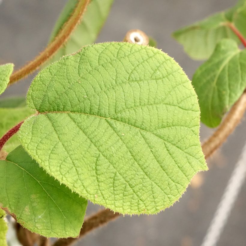 Kiwi - Actinidia chinensis Herma (Blad)