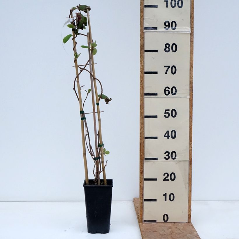 Exemplaar van Kiwi autofertile Herma - Actinidia chinensis Pot de 3L/4L zoals geleverd in de herfst