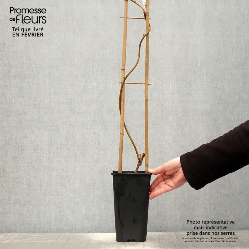 Exemplaar van Kiwi - Actinidia chinensis Herma Pot van 3 l/4 l zoals geleverd in de winter