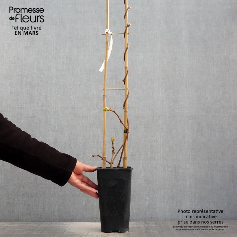 Exemplaar van Kiwi - Actinidia chinensis Herma Pot van 3 l/4 l zoals geleverd in de lente