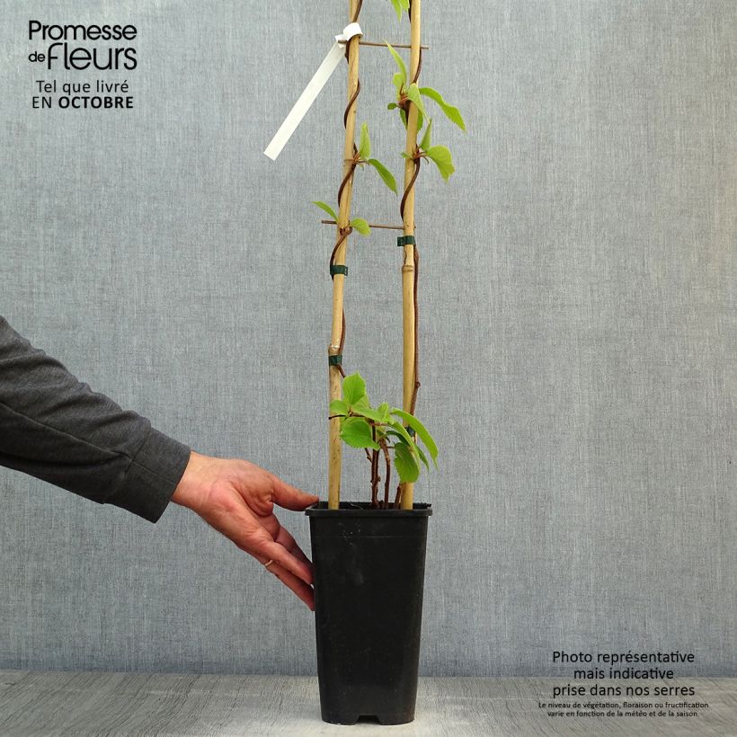 Exemplaar van Kiwi - Actinidia chinensis Solo Pot van 3 l/4 l zoals geleverd in de herfst