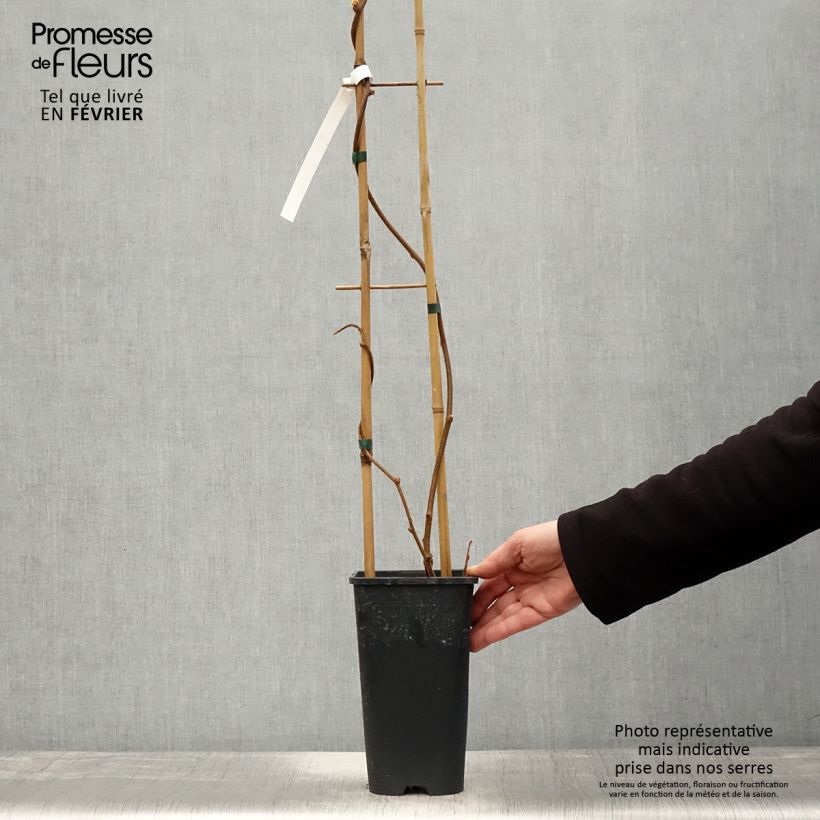 Exemplaar van Kiwi - Actinidia chinensis Solo Pot van 3 l/4 l zoals geleverd in de winter