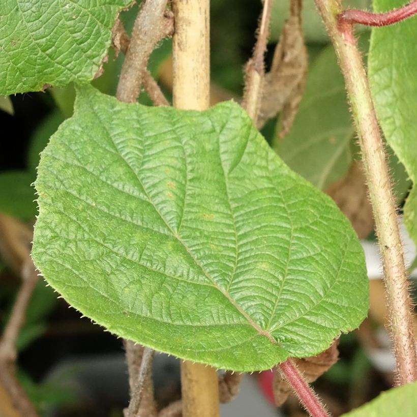 Kiwi - Actinidia deliciosa Montcap (Blad)