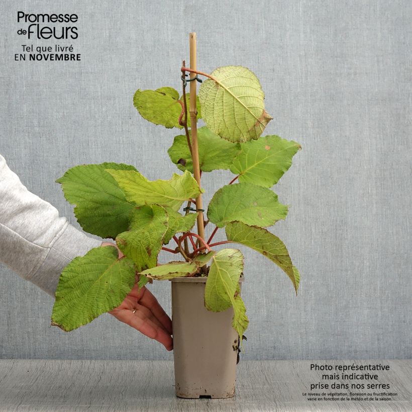 Exemplaar van Kiwi - Actinidia deliciosa Petit Homme (vrouwelijk) Pot van 2 l/3 l zoals geleverd in de herfst