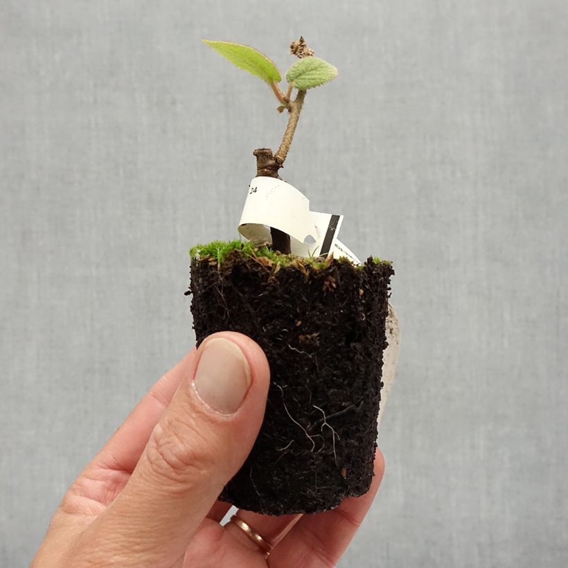 Exemplaar van Kiwi - Actinidia chinensis Bruno Kweekpotje van 8/9 cm zoals geleverd in de zomer