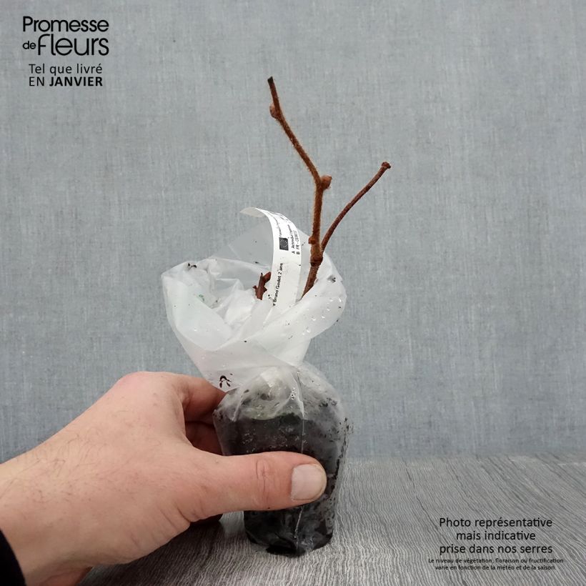 Exemplaar van Kiwi - Actinidia chinensis Bruno Kweekpotje van 8/9 cm zoals geleverd in de winter