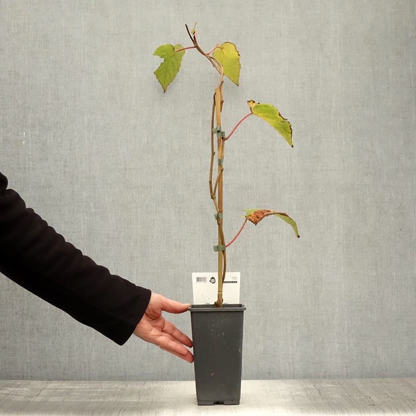 Exemplaar van Kiwi - Actinidia chinensis Bruno Pot van 1,5 l/2 l zoals geleverd in de herfst