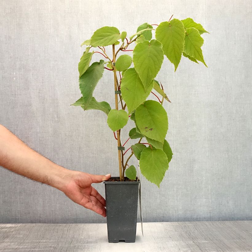 Exemplaar van Kiwi - Actinidia chinensis Bruno Pot van 1,5 l/2 l zoals geleverd in de zomer