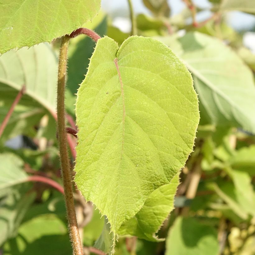 Kiwi - Actinidia chinensis Bruno (Blad)