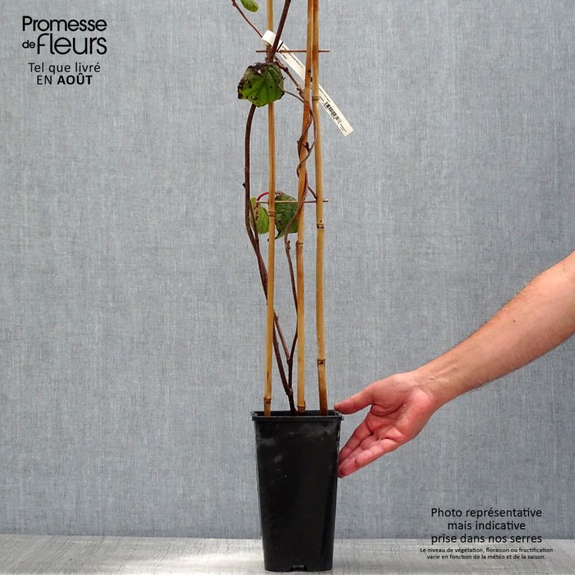Exemplaar van Kiwi - Actinidia deliciosa Monty (vrouwelijk) Pot van 2 l/3 l zoals geleverd in de zomer