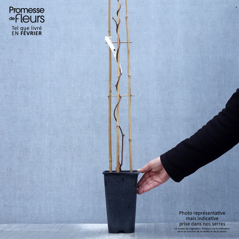 Exemplaar van Kiwi - Actinidia deliciosa Monty (vrouwelijk) Pot van 2 l/3 l zoals geleverd in de winter