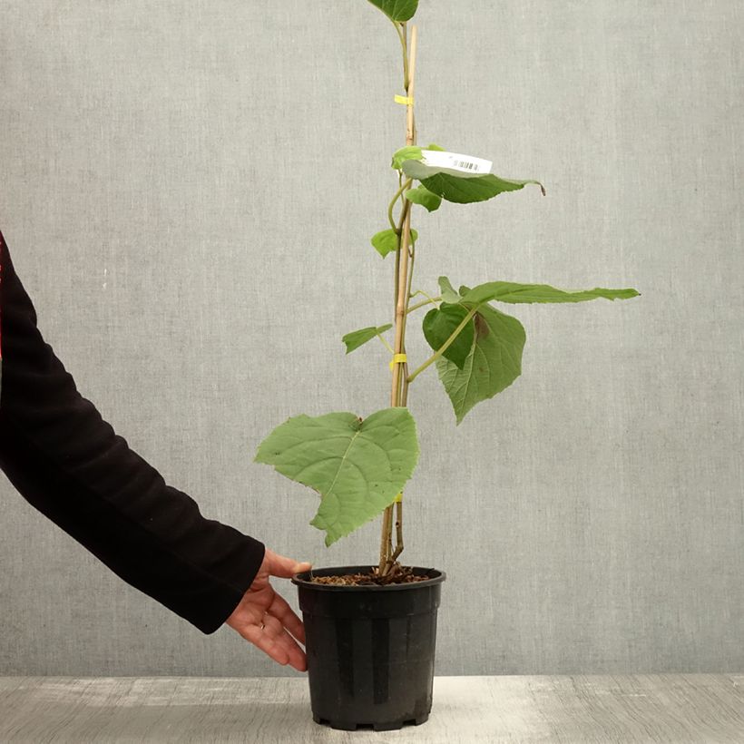 Exemplaar van Kiwi - Actinidia chinensis Golden Delight (vrouwelijk) Pot van 2 l/3 l zoals geleverd in de herfst