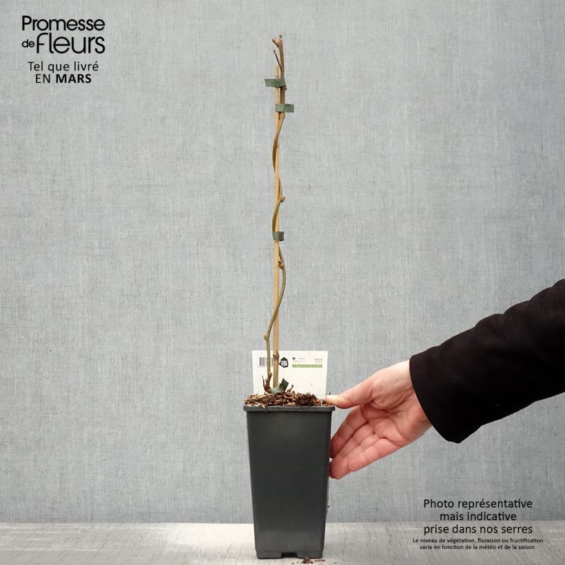 Exemplaar van Kiwi - Actinidia chinensis Golden Delight (mannelijk) Pot van 1,5 l/2 l zoals geleverd in de lente