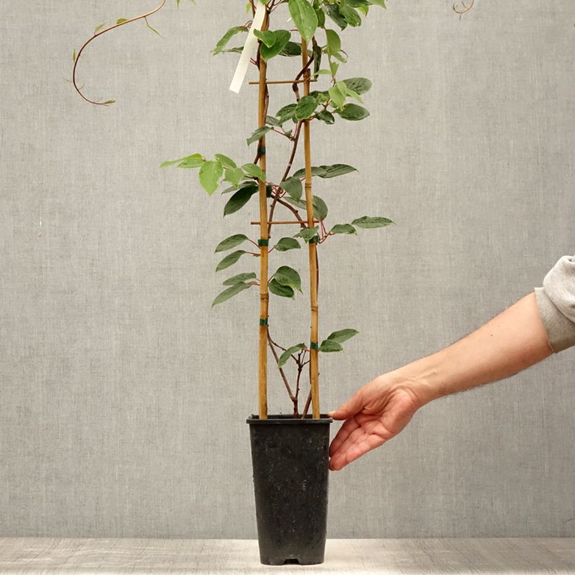 Exemplaar van Kiwi - Actinidia deliciosa Hayward (vrouwelijk) Pot van 1,5 l/2 l zoals geleverd in de zomer