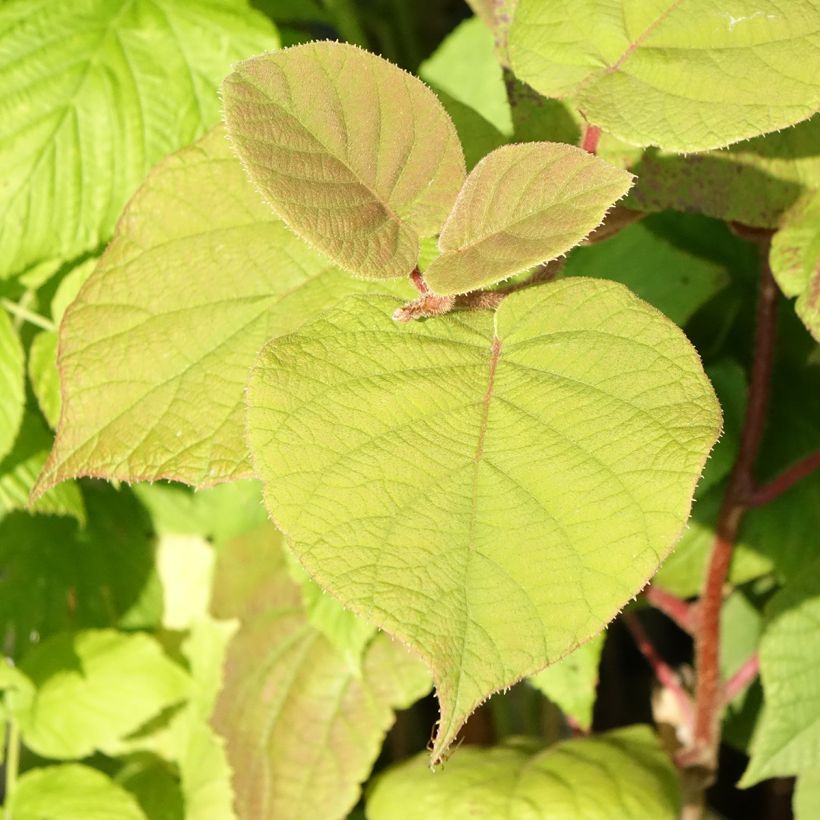Kiwi - Actinidia deliciosa Hayward BIO (vrouwelijk) (Blad)