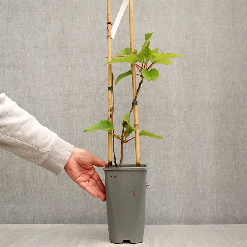 Exemplaar van Kiwi - Actinidia deliciosa Kiwi Gold (vrouwelijk) Pot van 1,5 l/2 l zoals geleverd in de lente