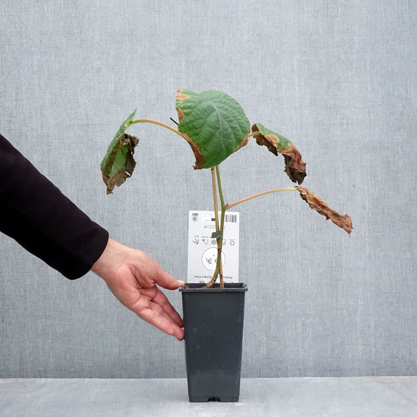 Exemplaar van Kiwi - Actinidia deliciosa Kiwi Gold (vrouwelijk) Pot van 1,5 l/2 l zoals geleverd in de herfst