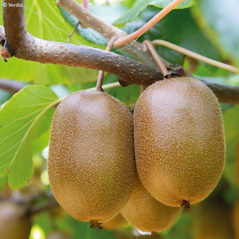 Gele kiwi - Actinidia deliciosa KiwHappy - mannelijke en vrouwelijke plant in één pot (Oogst)