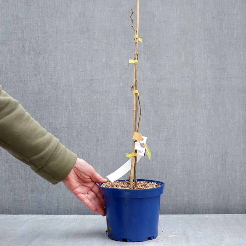 Exemplaar van Kiwi jaune kiw'Happy femelle - Actinidia deliciosa Pot van 2 l/3 l zoals geleverd in de winter