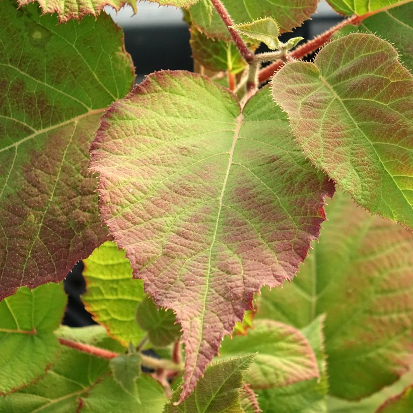 Gele kiwi - Actinidia deliciosa KiwHappy (Blad)