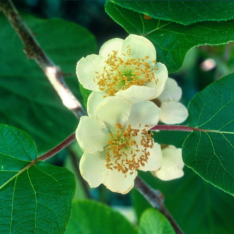 Gele kiwi - Actinidia deliciosa KiwHappy - mannelijke en vrouwelijke plant in één pot (Bloei)