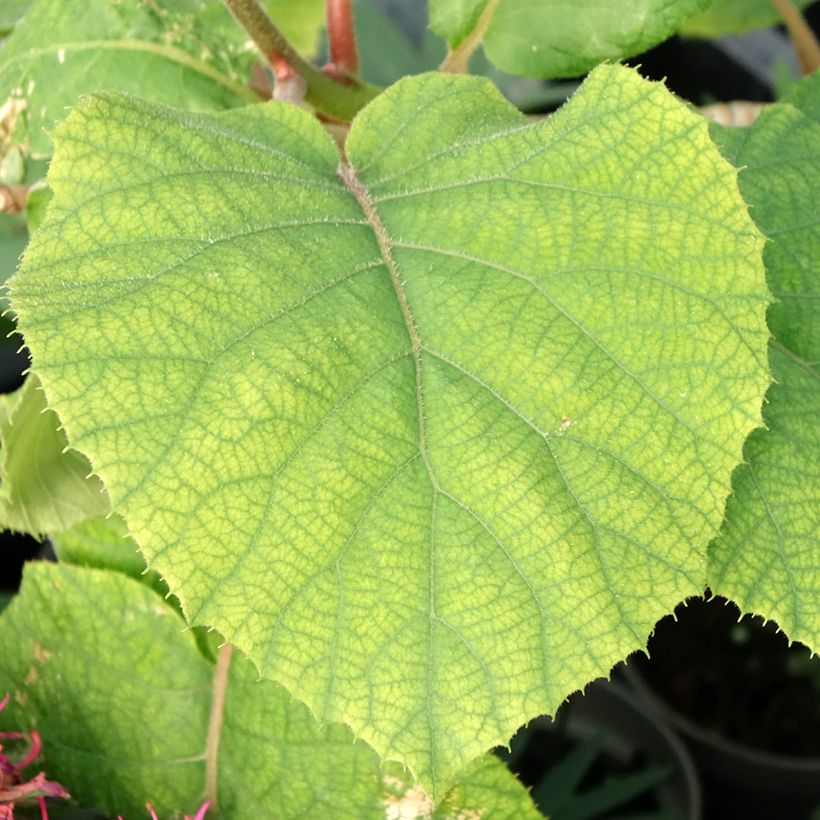 Kiwi - Actinidia deliciosa KiwHappy (mannelijk) (Blad)