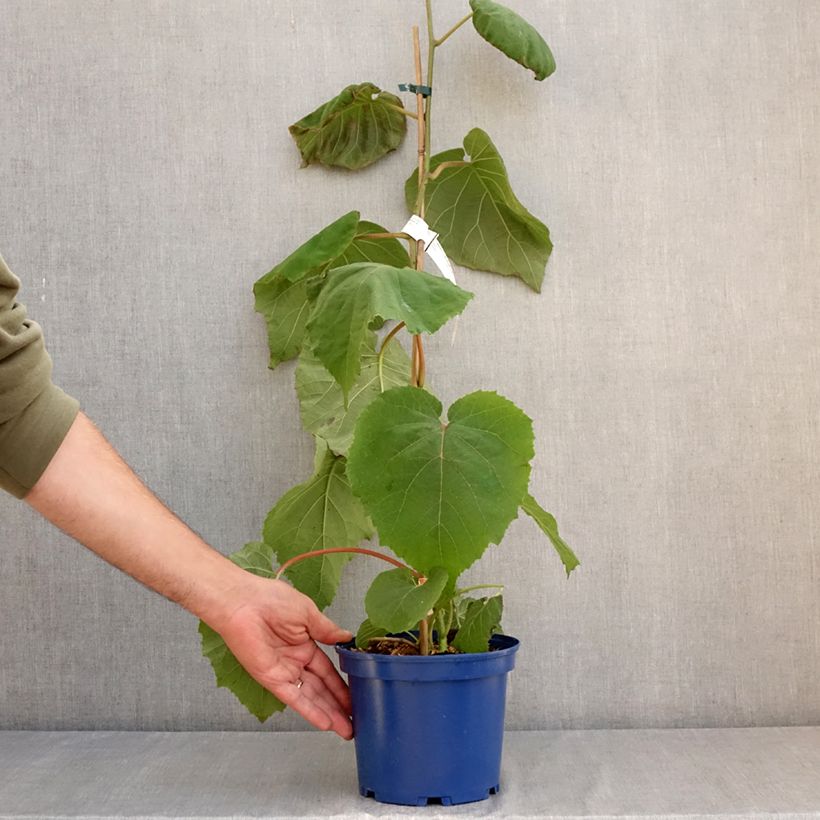 Exemplaar van Kiwi - Actinidia deliciosa KiwHappy (mannelijk) Pot van 2 l/3 l zoals geleverd in de zomer