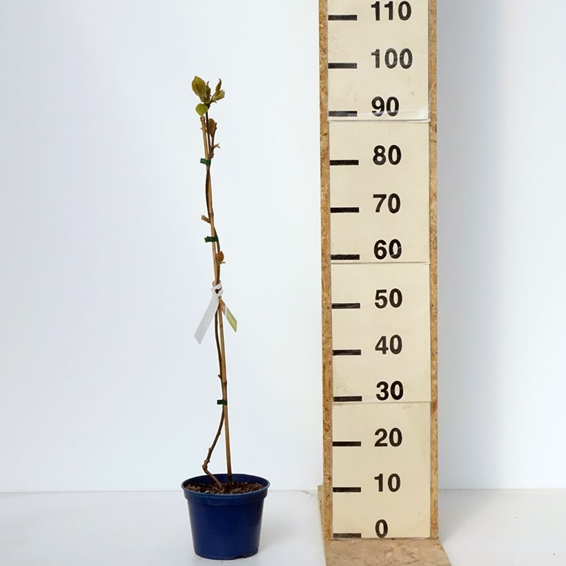 Exemplaar van Kiwi - Actinidia deliciosa KiwHappy (mannelijk) Pot van 2 l/3 l zoals geleverd in de lente