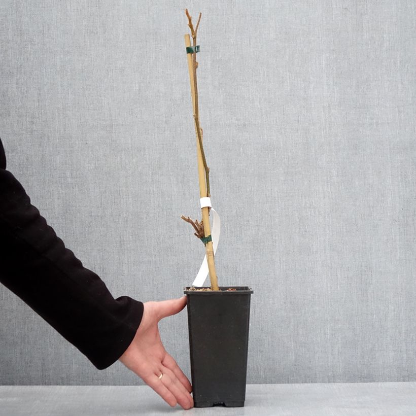 Exemplaar van Gele kiwi - Actinidia chinensis Minkigold Pot van 1,5 l/2 l zoals geleverd in de winter