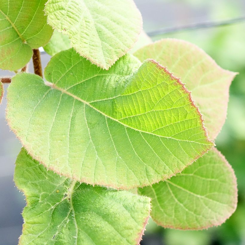 Gele kiwi - Actinidia chinensis Minkimale (Blad)