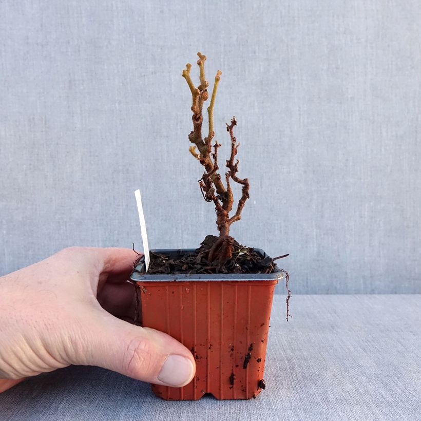 Exemplaar van Kiwi - Actinidia deliciosa Jenny Kweekpotje van 8/9 cm zoals geleverd in de winter