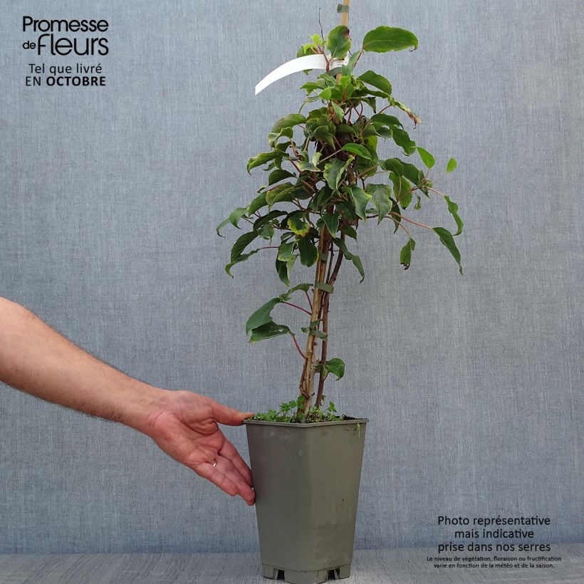 Exemplaar van Kiwibes - Actinidia arguta Bingo (vrouwelijk) Pot van 2 l/3 l zoals geleverd in de herfst