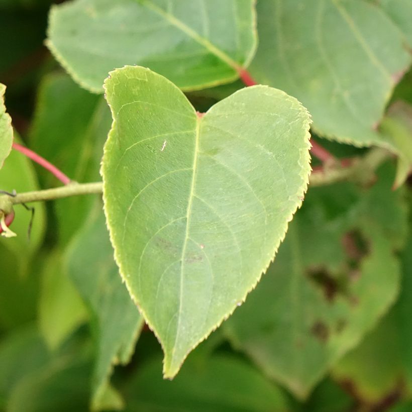 Kiwibes - Actinidia arguta Bingo (vrouwelijk) (Blad)