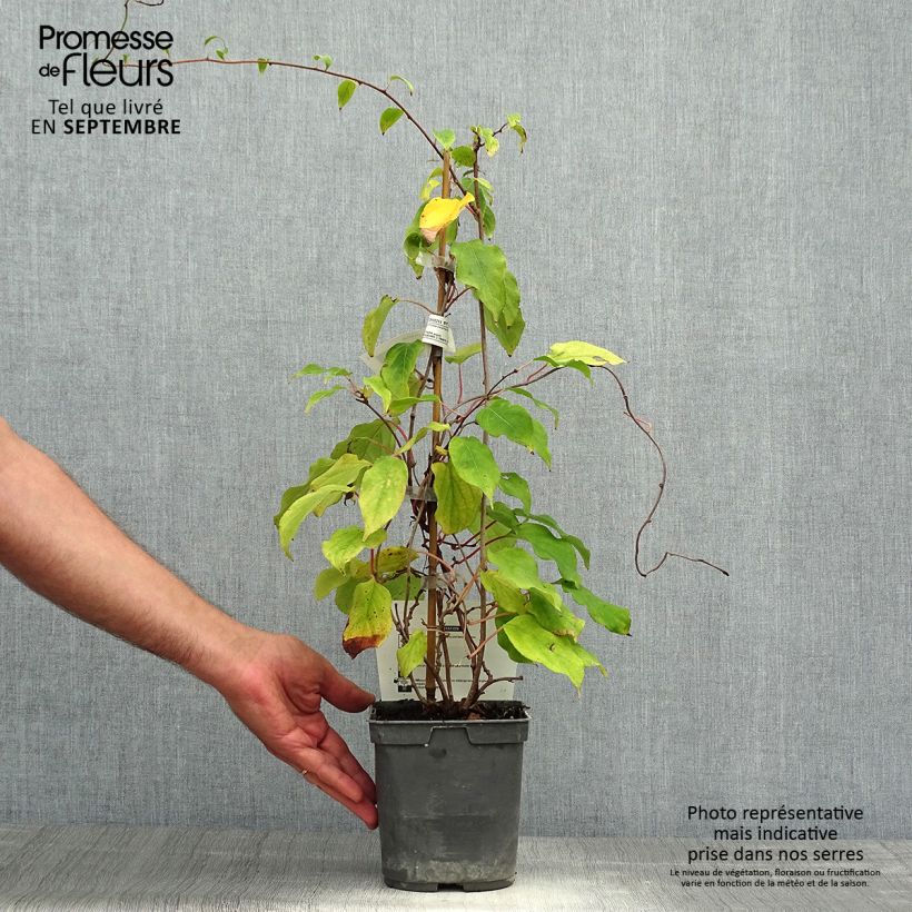 Exemplaar van Kiwibes - Actinidia arguta Prince Jumbo (mannelijk) Pot van 1,5 l/2 l zoals geleverd in de herfst