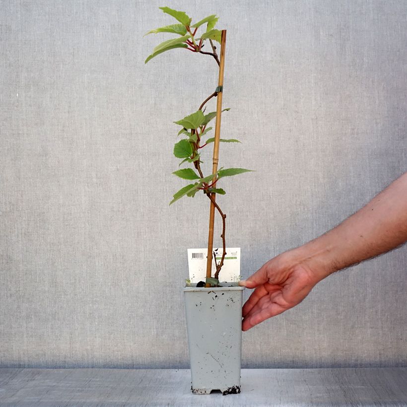 Exemplaar van Kiwibes - Actinidia arguta Red Jumbo (vrouwelijk) Pot van 1,5 l/2 l zoals geleverd in de zomer