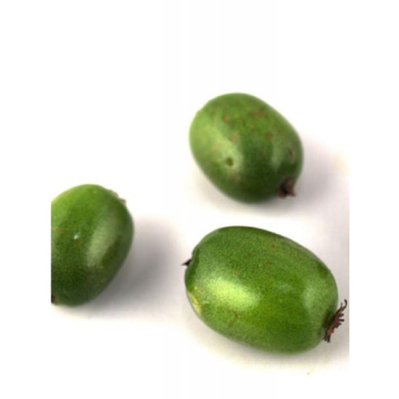 Kiwibes - Actinidia arguta Vitikiwi (Oogst)