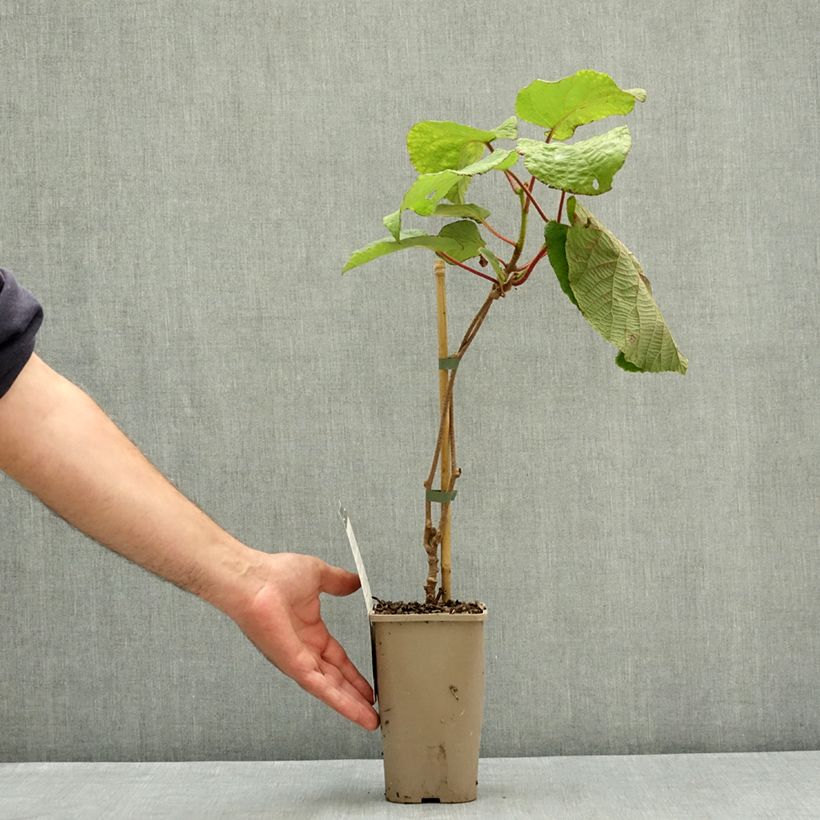 Exemplaar van Kiwi - Actinidia deliciosa Koryoku (vrouwelijk) Pot van 1,5 l/2 l zoals geleverd in de zomer